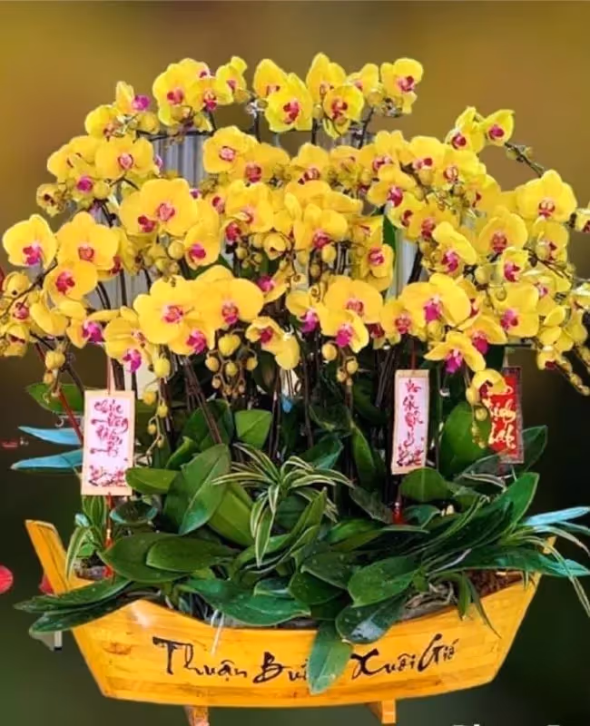  Tiệm Hoa Lan Hồ Điệp Uy Tín Hòa Bình