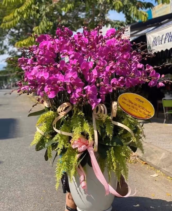 Cửa Hàng Hoa Lan Hồ Điệp Đẹp Phan Thiết, Bình Thuận
