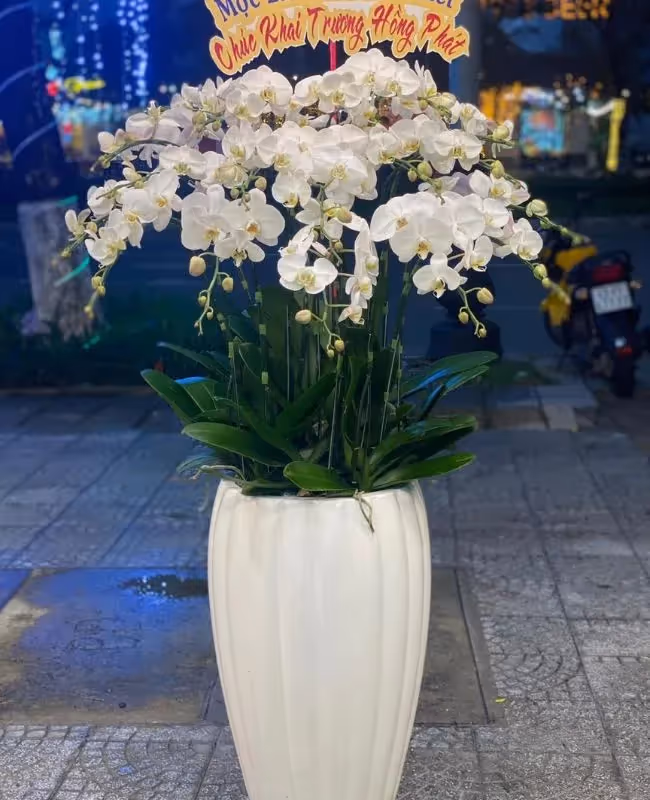 Shop Hoa Lan Hồ Điệp Quận Gò Vấp, Hồ Chí Minh