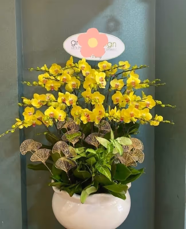 Cửa Hàng Hoa Lan Hồ Điệp Uy Tín Quận 7, Hồ Chí Minh