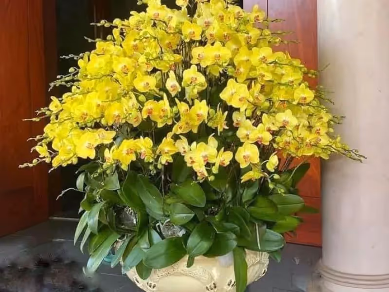 Cửa Hàng Hoa Lan Hồ Điệp Giá Rẻ Bắc Giang