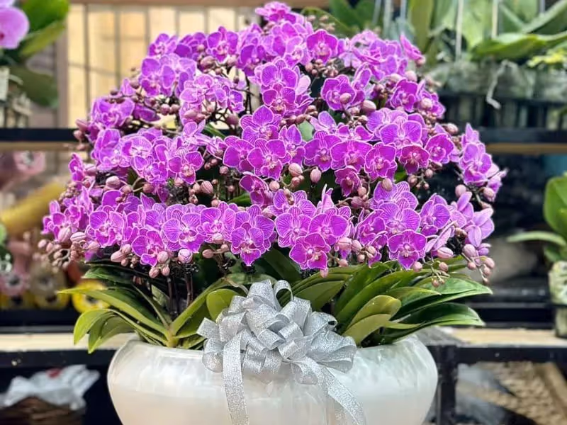 Cửa Hàng Hoa Lan Hồ Điệp Uy Tín Sơn Tịnh, Quảng Ngãi