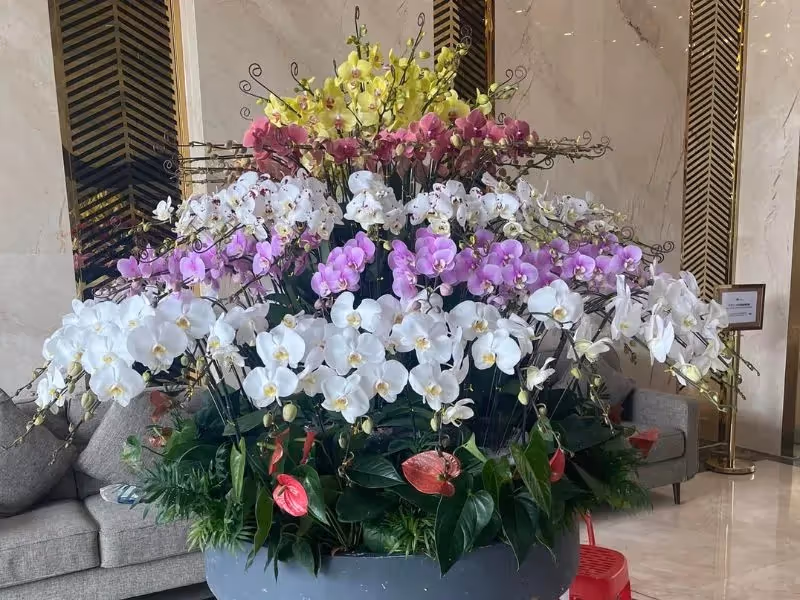 Cửa Hàng Hoa Lan Hồ Điệp Đà Lạt