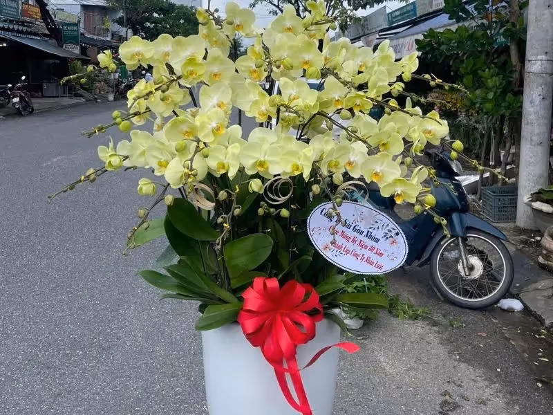 Shop Hoa Lan Hồ Điệp Uy Tín Tân Uyên, Bình Dương