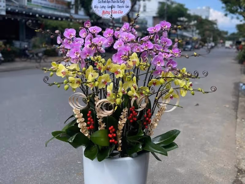 Shop Hoa Lan Hồ Điệp Giá Rẻ Cà Mau