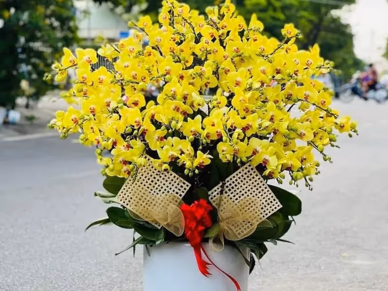 Cửa Hàng Hoa Lan Hồ Điệp Uy Tín Bắc Giang