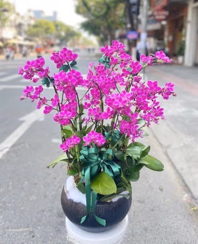 Cửa Hàng Hoa Lan Hồ Điệp Cao Cấp Quận Bắc Từ Liêm, Hà Nội