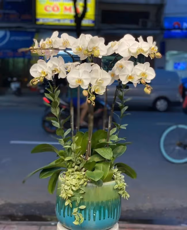 Shop Hoa Lan Hồ Điệp Uy Tín Quận Bình Thạnh, Hồ Chí Minh