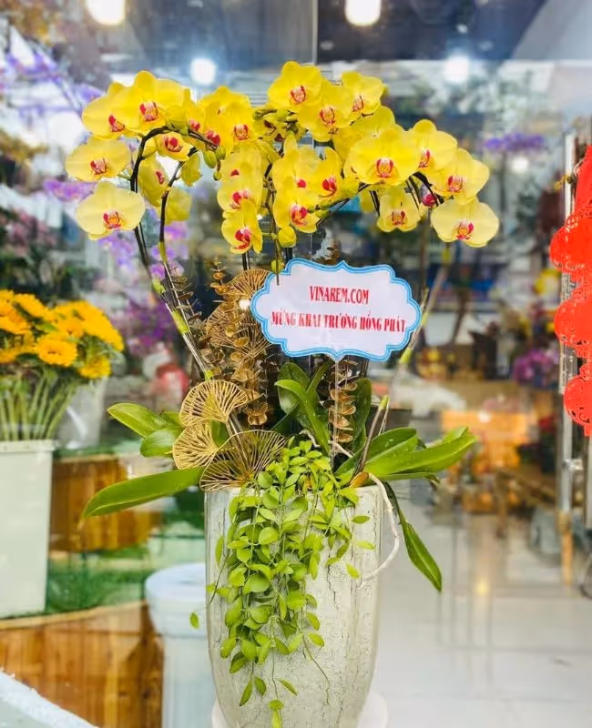 Tiệm Hoa Lan Hồ Điệp Cao Cấp Huyện Gia Lâm, Hà Nội