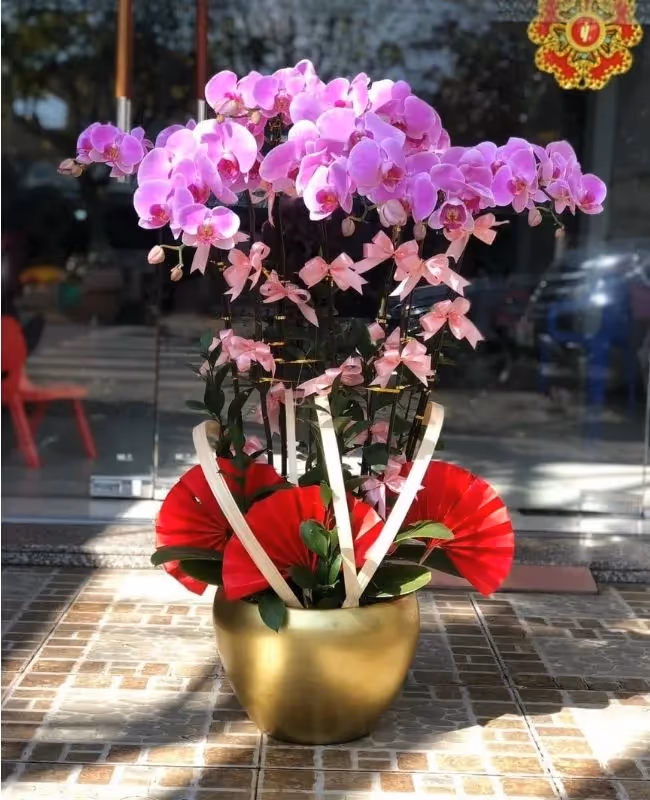Cửa Hàng Hoa Lan Hồ Điệp Cao Cấp Hòa Bình