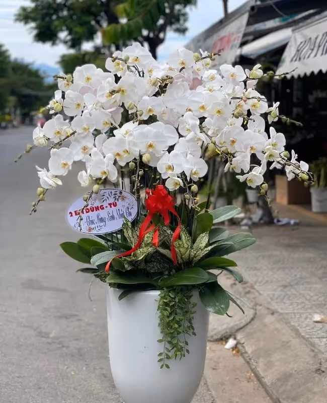 Cửa Hàng Hoa Lan Hồ Điệp Giao Hoa Hỏa Tốc Bà Rịa
