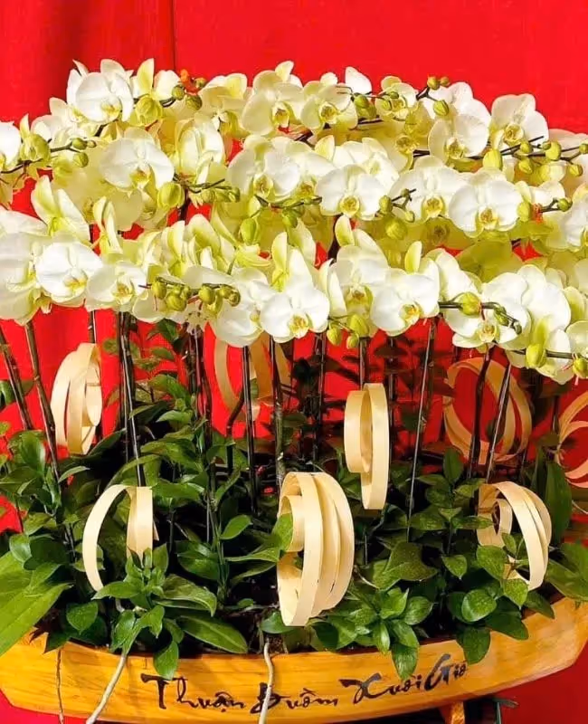 Shop Hoa Lan Hồ Điệp Bà Rịa