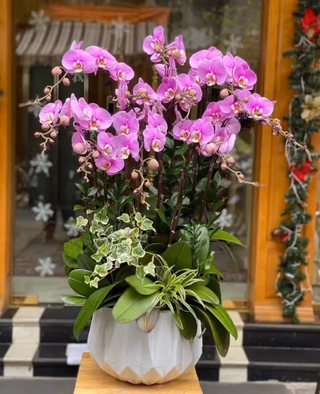 Shop Hoa Lan Hồ Điệp Chuyên Nghiệp Quận Bắc Từ Liêm, Hà Nội