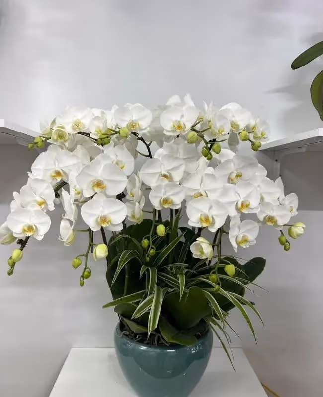 Cửa Hàng Hoa Lan Hồ Điệp Gia Lộc, Hải Dương