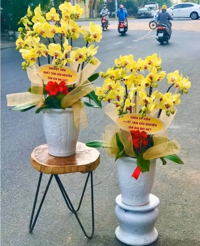 Cửa Hàng Hoa Lan Hồ Điệp Chất Lượng Hoà Bình