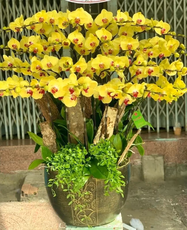 Cửa Hàng Lan Hồ Điệp Sơn Hà, Quảng Ngãi