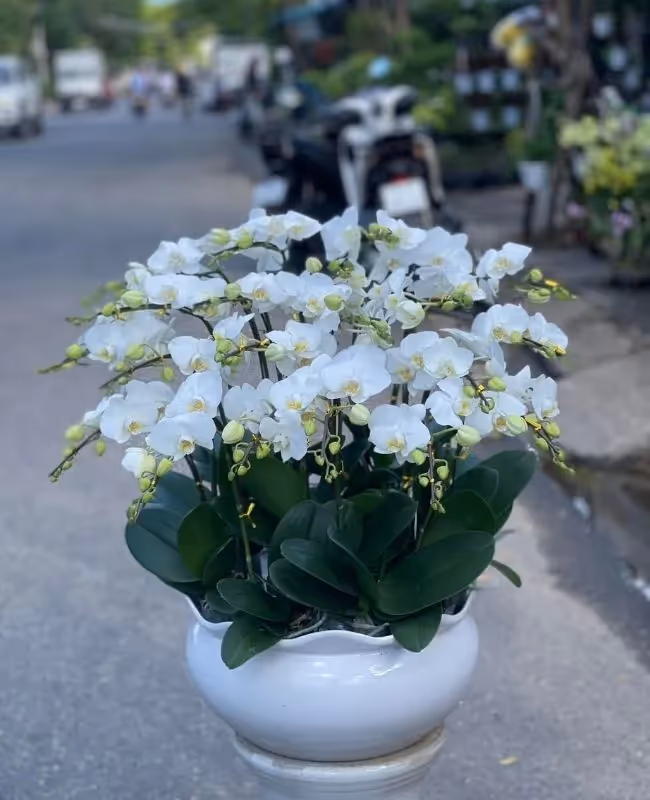 Cửa Hàng Hoa Lan Hồ Điệp Phan Thiết, Bình Thuận