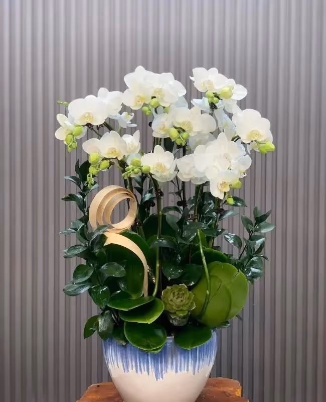 Điện Hoa Lan Hồ Điệp Thủ Dầu Một, Bình Dương Hoa Mãi Mãi