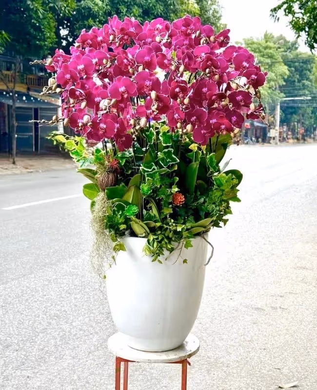 Tiệm Hoa Lan Hồ Điệp Giá Rẻ Quận 7, Hồ Chí Minh