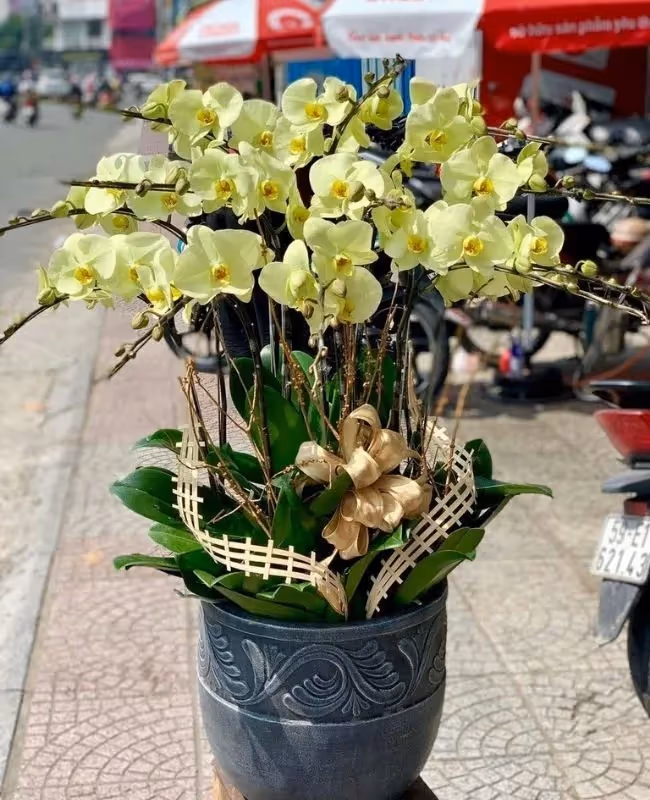 Shop Hoa Lan Hồ Điệp Đa Dạng Mẫu Hoa Sơn Hà, Quảng Ngãi