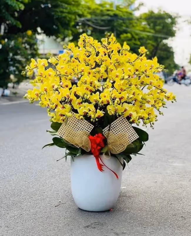 Tiệm Hoa Lan Hồ Điệp Hàng Đầu Phan Thiết, Bình Thuận
