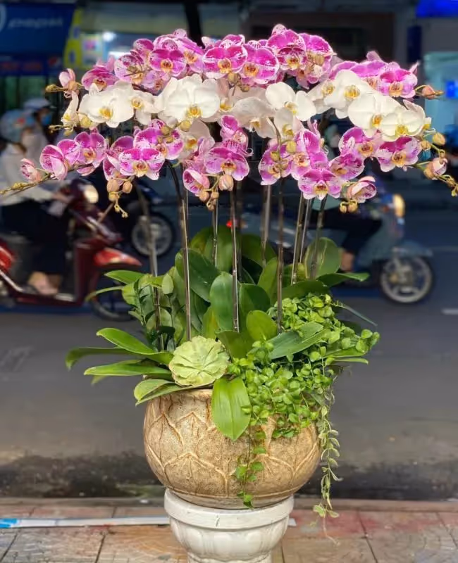 Cửa Hàng Hoa Lan Hồ Điệp Chuyên Nghiệp Phan Thiết, Bình Thuận