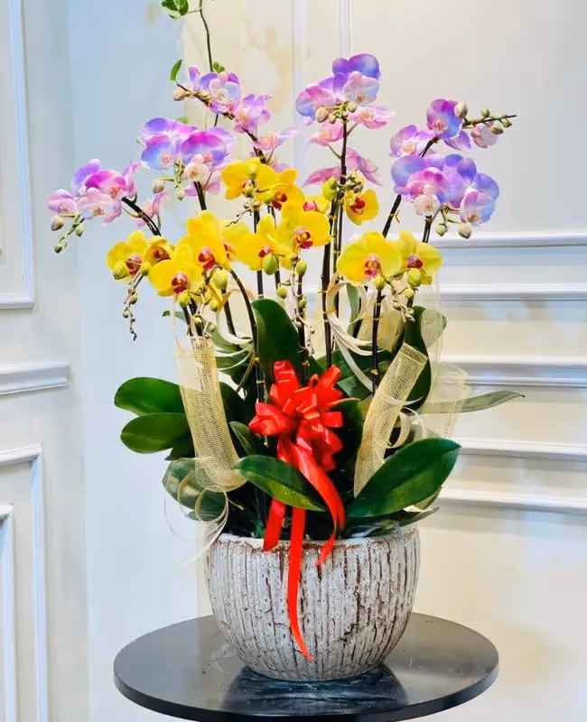 Cửa Hàng Hoa Lan Hồ Điệp Thành Phố Bến Tre