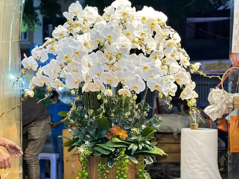 Shop Hoa Lan Hồ Điệp Giao Hoa Nhanh Cà Mau