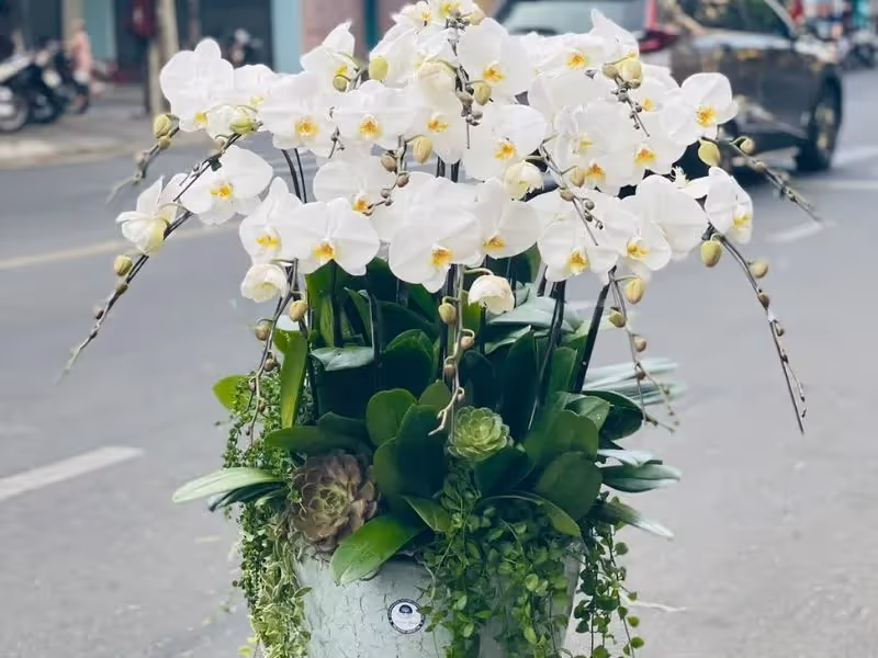 Cửa Hàng Hoa Lan Hồ Điệp Cao Cấp Quận 5, Hồ Chí Minh