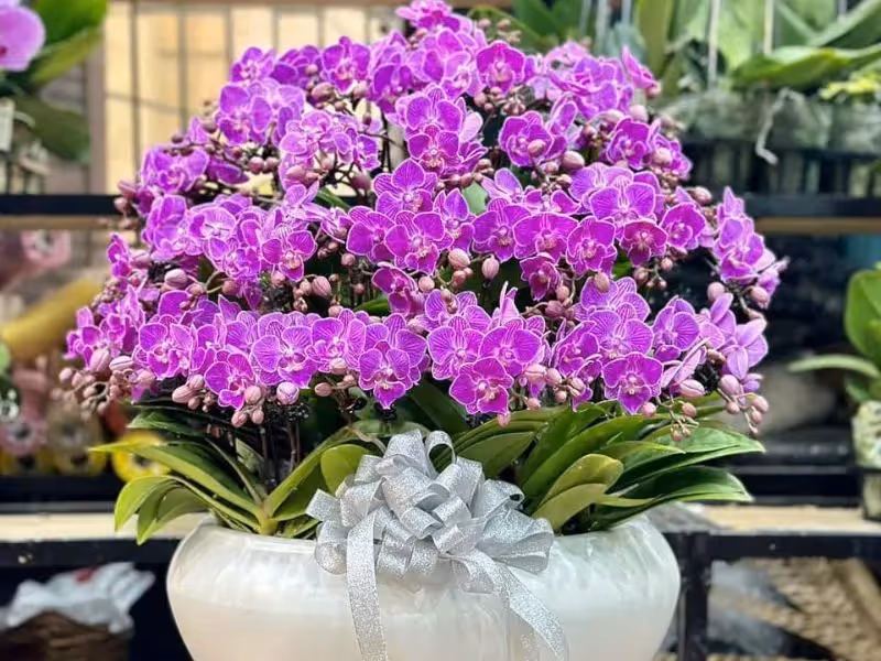 Tiệm Hoa Lan Hồ Điệp Uy Tín Quận 10, Hồ Chí Minh
