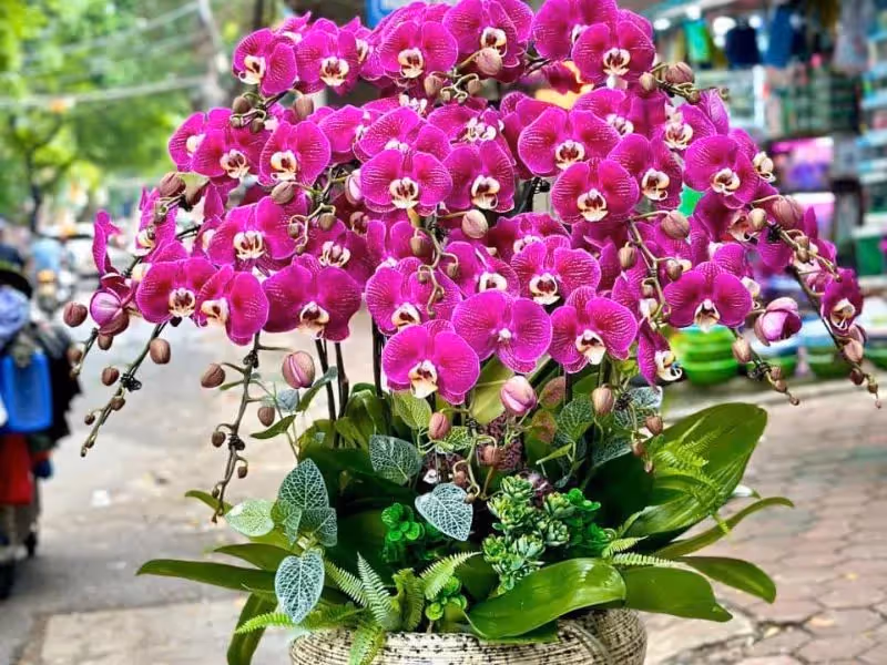 Cửa Hàng Hoa Lan Hồ Điệp Cao Cấp Bình Giang, Hải Dương