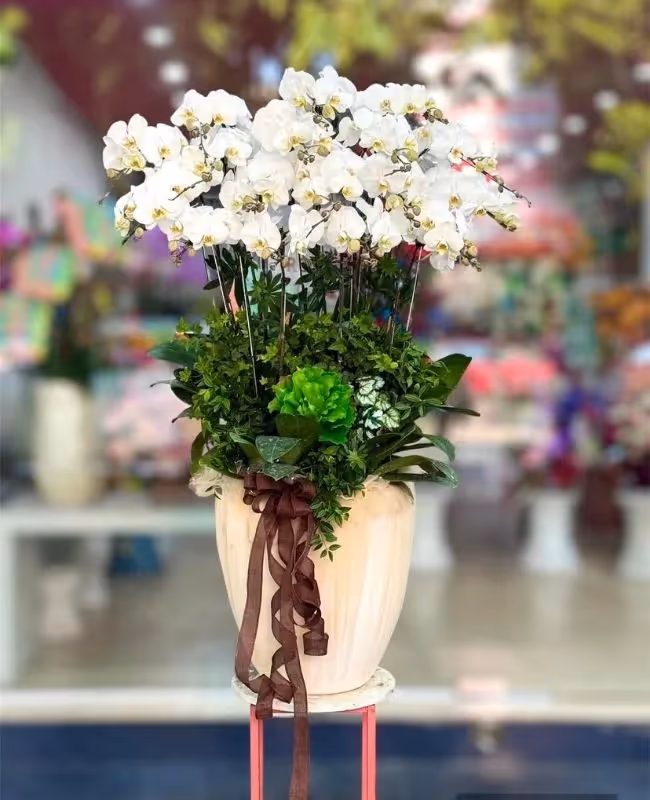Cửa Hàng Hoa Lan Hồ Điệp Cao Cấp Hải Phòng