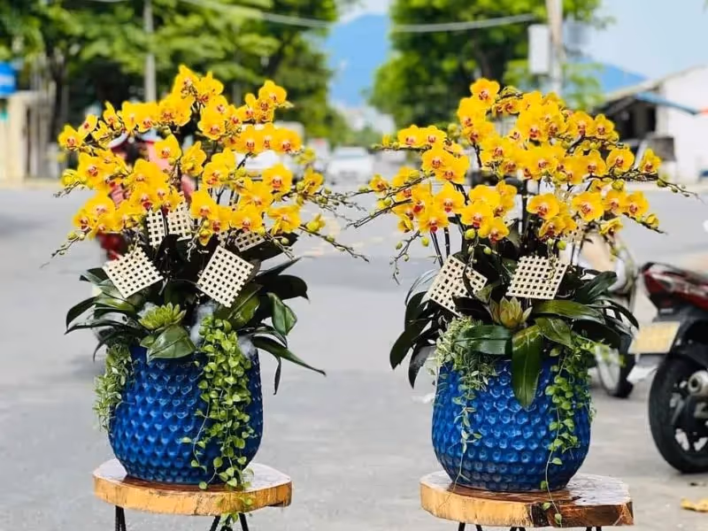 Tiệm Hoa Lan Hồ Điệp Cao Cấp Cà Mau