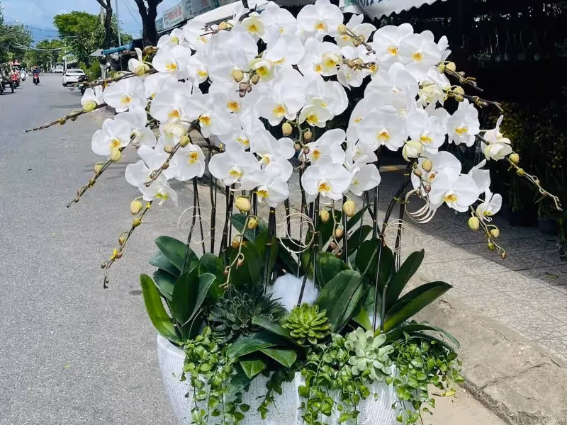 Cửa Hàng Hoa Lan Hồ Điệp Bắc Kạn