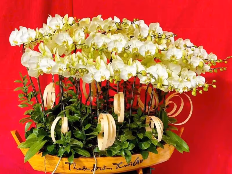 Tiệm Hoa Lan Hồ Điệp Uy Tín Đà Lạt