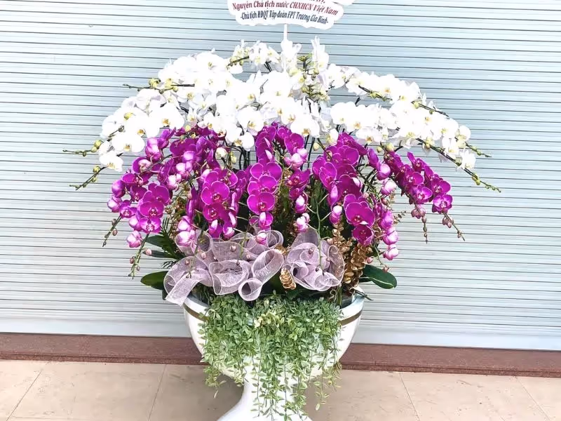 Cửa Hàng Hoa Lan Hồ Điệp Bắc Kạn