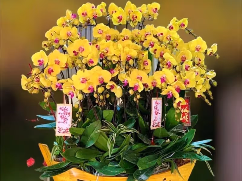 Tiệm Hoa Lan Hồ Điệp Chuyên Nghiệp Bắc Giang