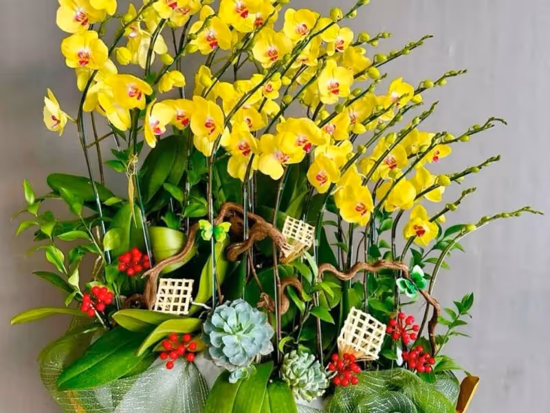 Cửa Hàng Hoa Lan Hồ Điệp Giao Hàng Nhanh Chóng Bắc Kạn