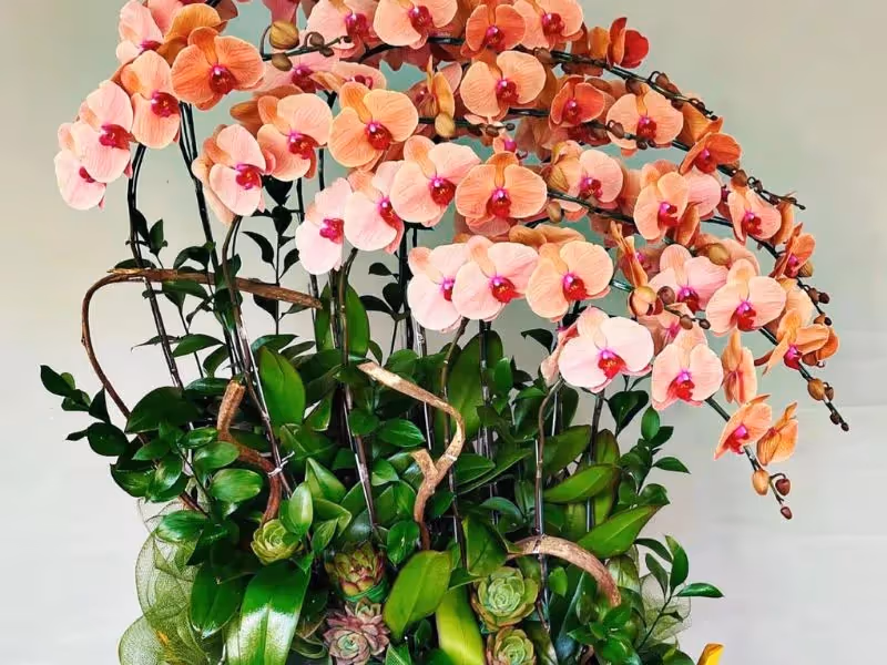 Tiệm Hoa Lan Hồ Điệp Uy Tín Đà Lạt
