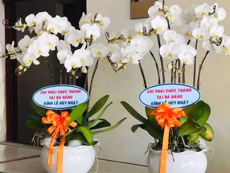 Cửa Hàng Hoa Lan Hồ Điệp Cao Cấp Bắc Giang