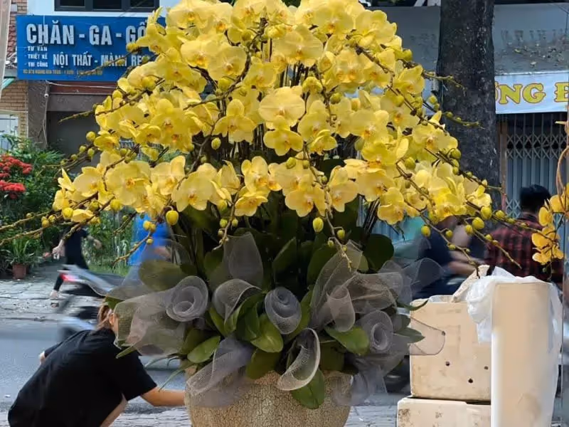 Cửa Hàng Hoa Lan Hồ Điệp Chất Lượng Bình Sơn, Quảng Ngãi