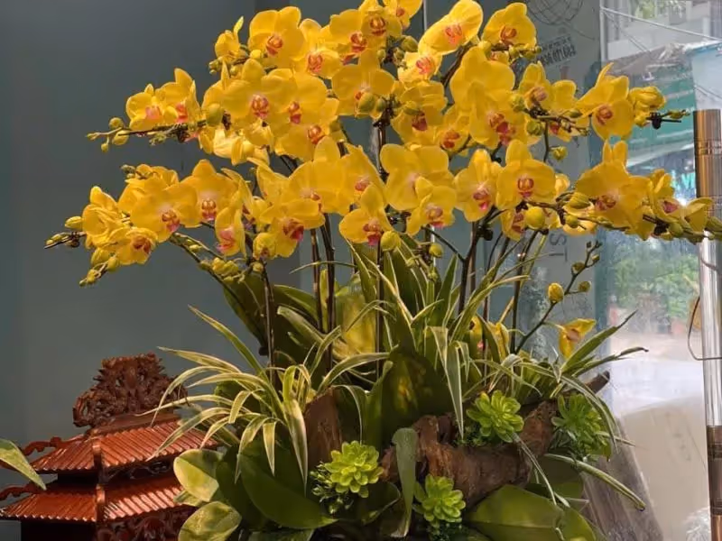 Tiệm Hoa Lan Hồ Điệp Đa Dạng Mẫu Huyện Củ Chi, Hồ Chí Minh