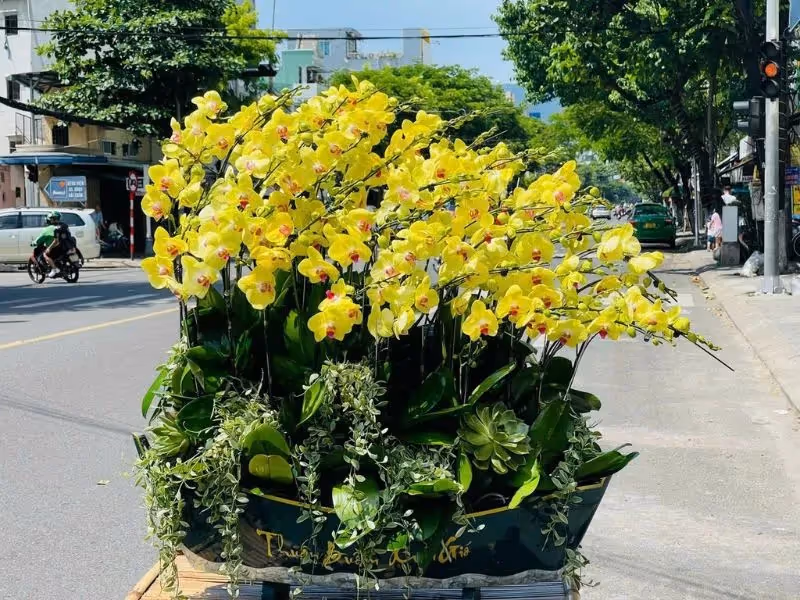 Cửa Hàng Lan Hồ Điệp Chất Lượng Đà Lạt