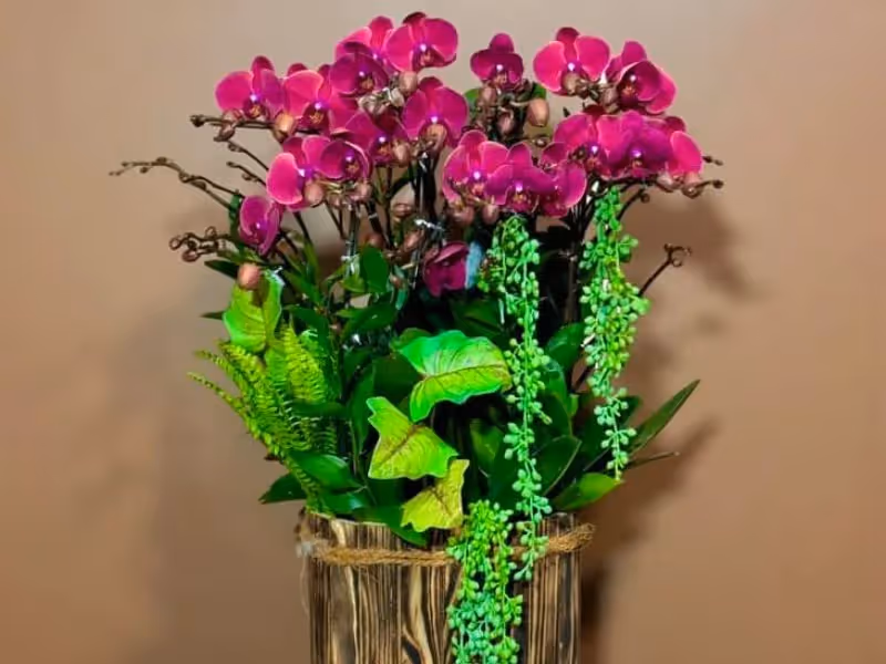  Shop Lan Hồ Điệp Bắc Giang