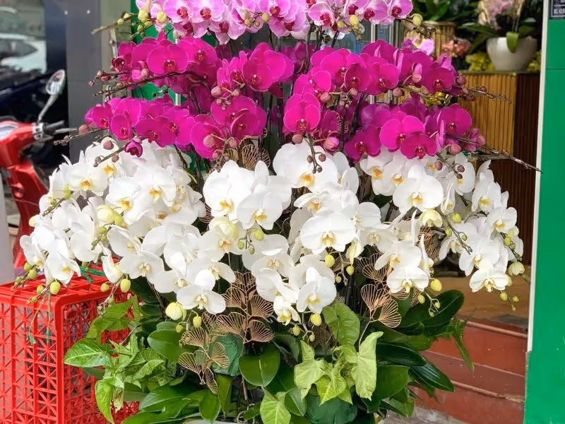 Top 5 Cửa Hàng Lan Hồ Điệp Đà Lạt (Địa Chỉ Và SĐT)