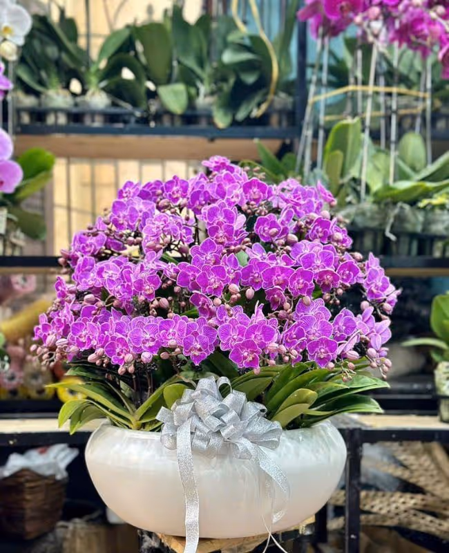 Hoa Tặng Ngày Tết Dương Lịch 1/1