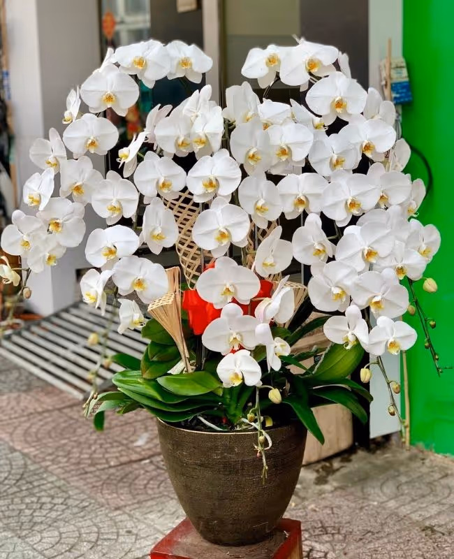 Hoa Tặng Ngày Thương Binh Liệt Sĩ 27/7 - +299 Mẫu Hoa