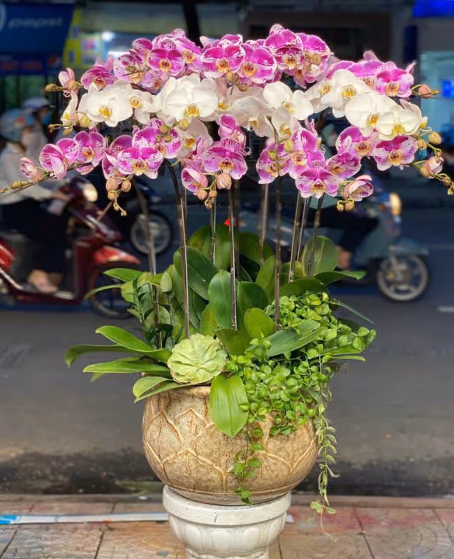 Hoa Tặng Ngày Thành Lập Hội Nông Dân Việt Nam 14/10