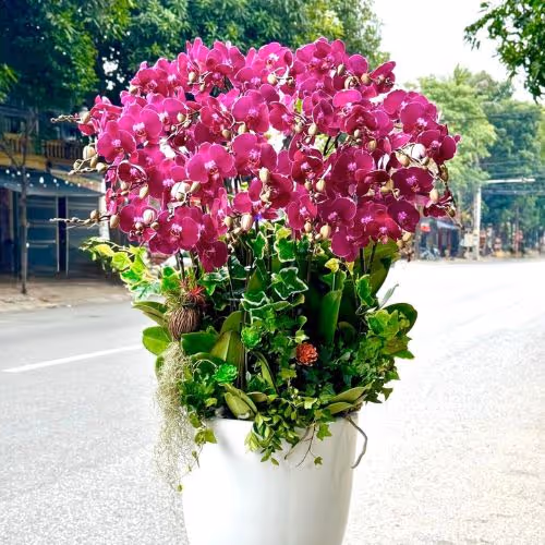 Top 5 Cửa Hàng Lan Hồ Điệp Sơn Hoà, Phú Yên - Đánh Giá Từ Khách Hàng