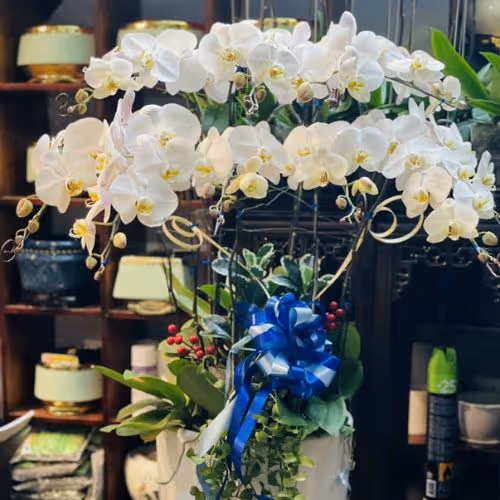 Top 5 Cửa Hàng Lan Hồ Điệp Sông Hinh, Phú Yên - Đánh Giá Từ Khách Hàng